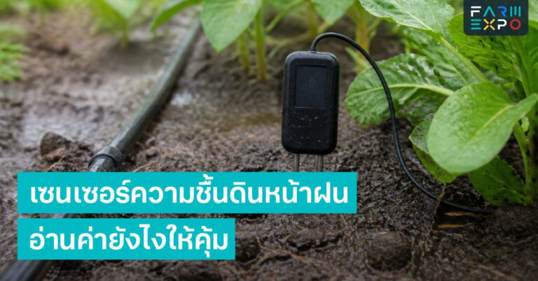 ตัดแต่งกิ่งหน้าฝนระบายอากาศ, เชื้อรา, กิ่งแน่น, ตัดใบเสีย